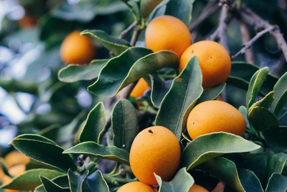 Let’s Talk Vitamin C